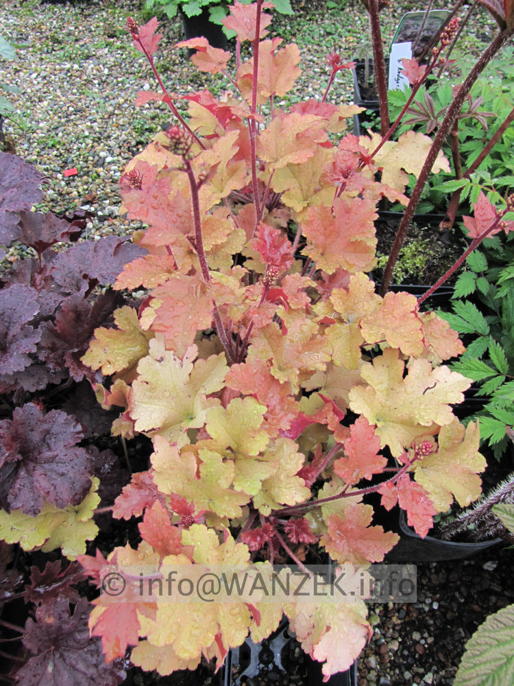Heuchera Hybride Caramel 06.JPG